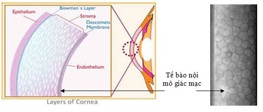 Tế bào nội mô giác mạc và những điều cần biết